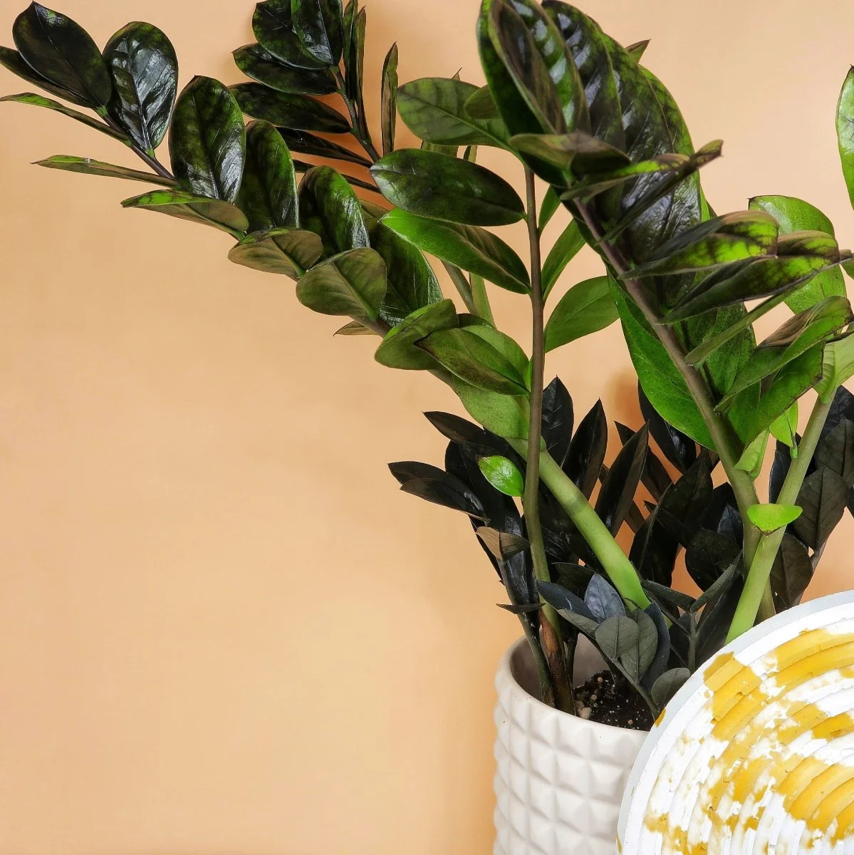 ZAMIOCULCAS BLACK RAVEN - Image 4