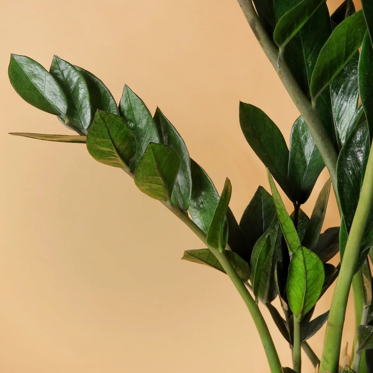 ZAMIOCULCAS SUPER NOVA - Image 3