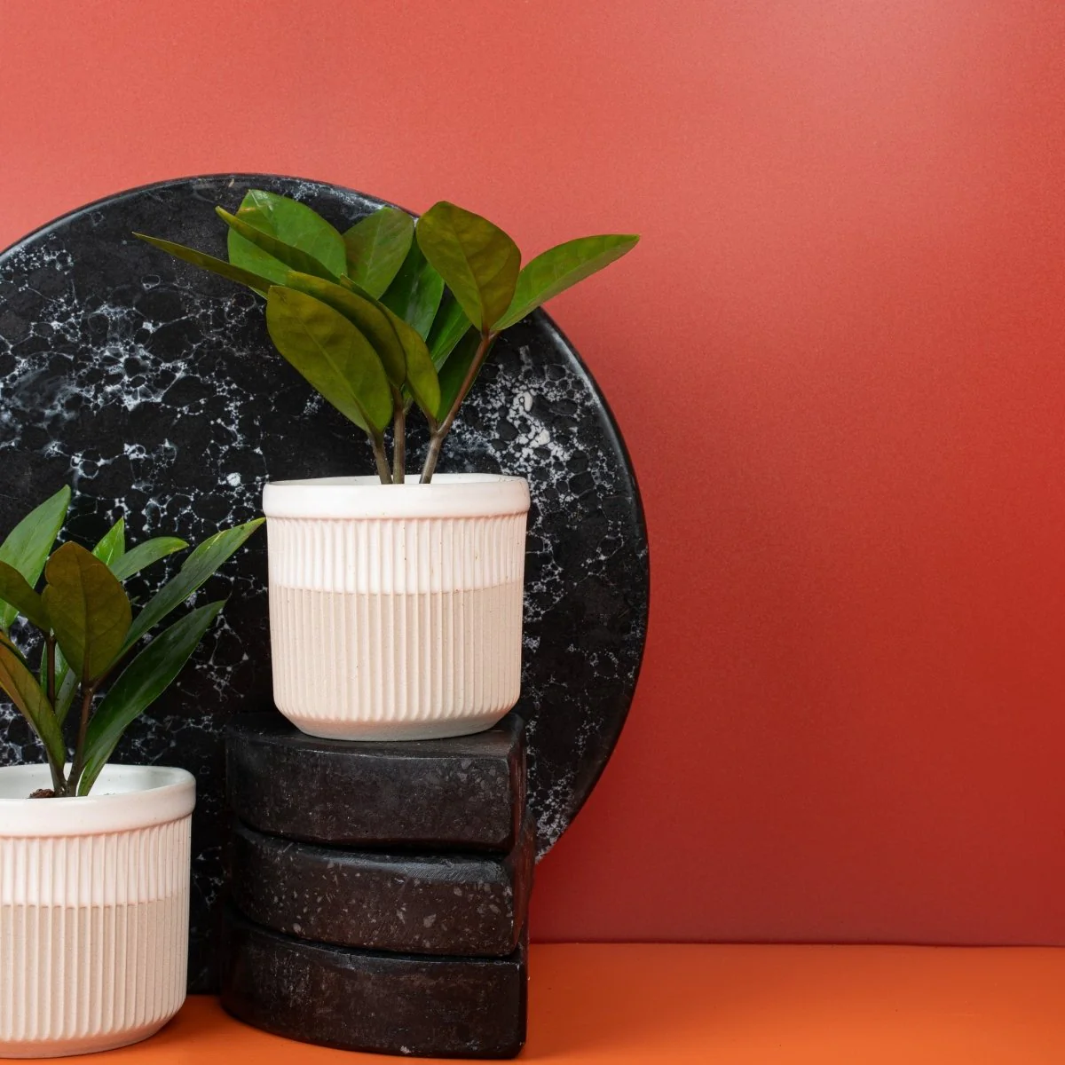 ZAMIOCULCAS ZAMIIFOLIA - Image 10