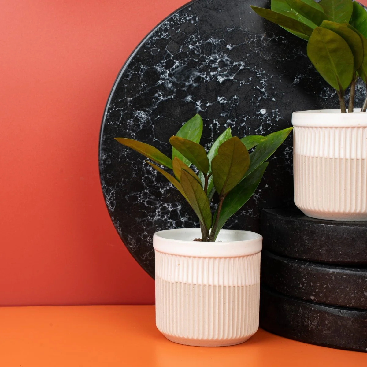 ZAMIOCULCAS ZAMIIFOLIA - Image 11