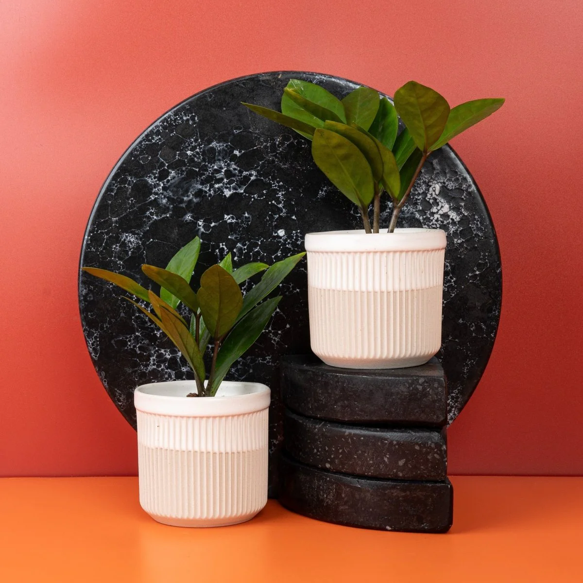 ZAMIOCULCAS ZAMIIFOLIA - Image 12