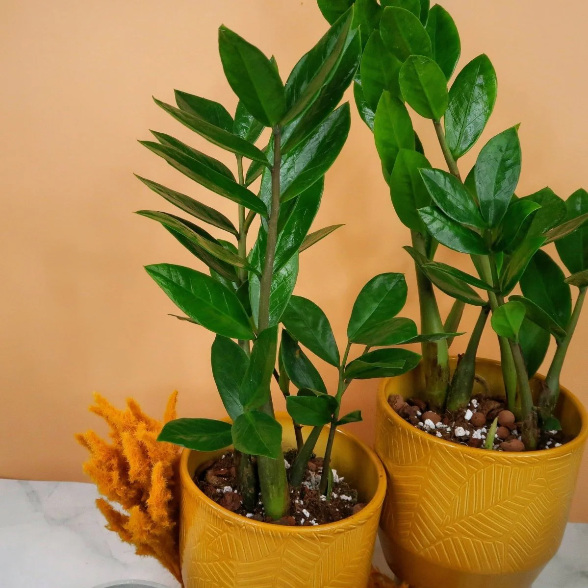 ZAMIOCULCAS ZAMIIFOLIA - Image 4