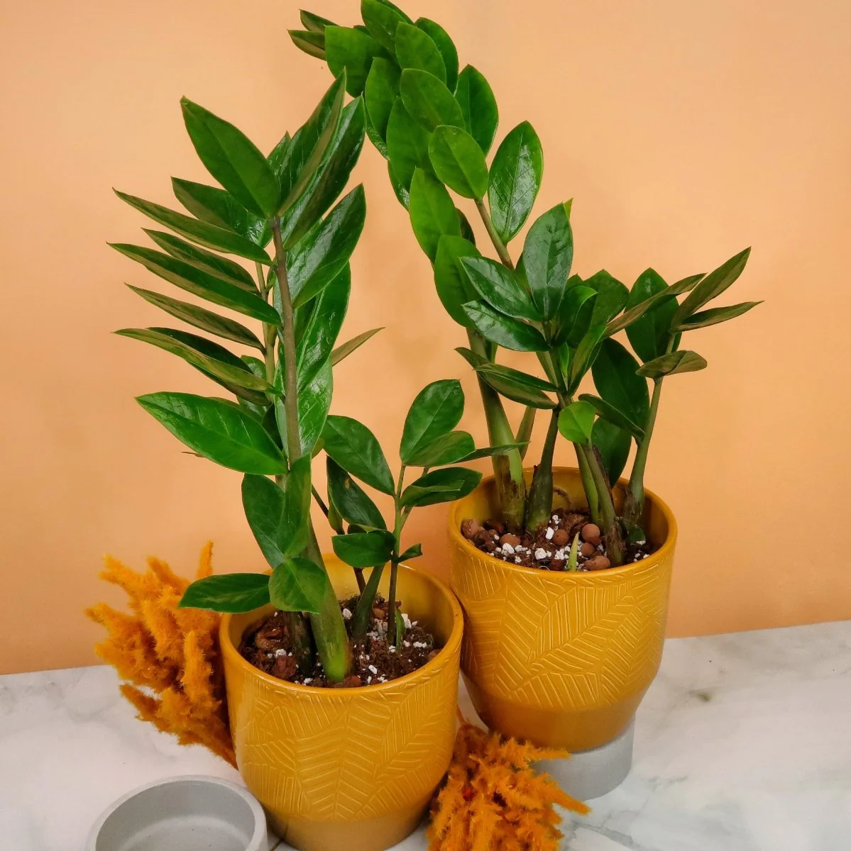 ZAMIOCULCAS ZAMIIFOLIA - Image 6
