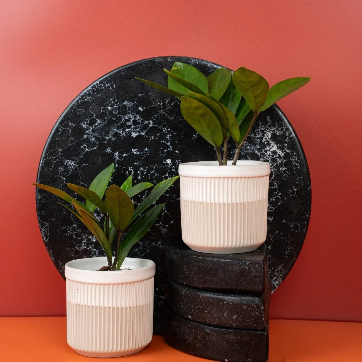 ZAMIOCULCAS ZAMIIFOLIA - Image 7