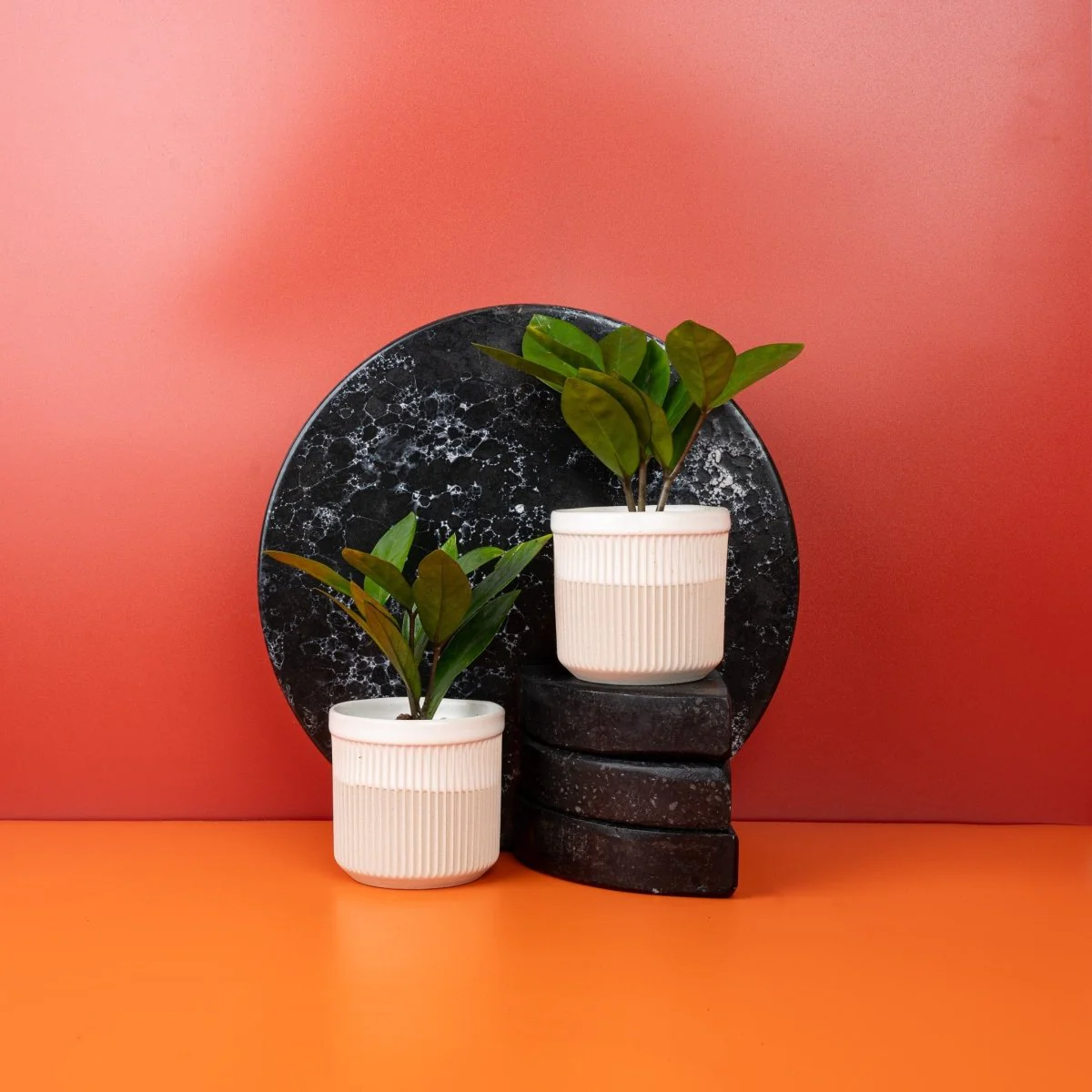 ZAMIOCULCAS ZAMIIFOLIA - Image 8