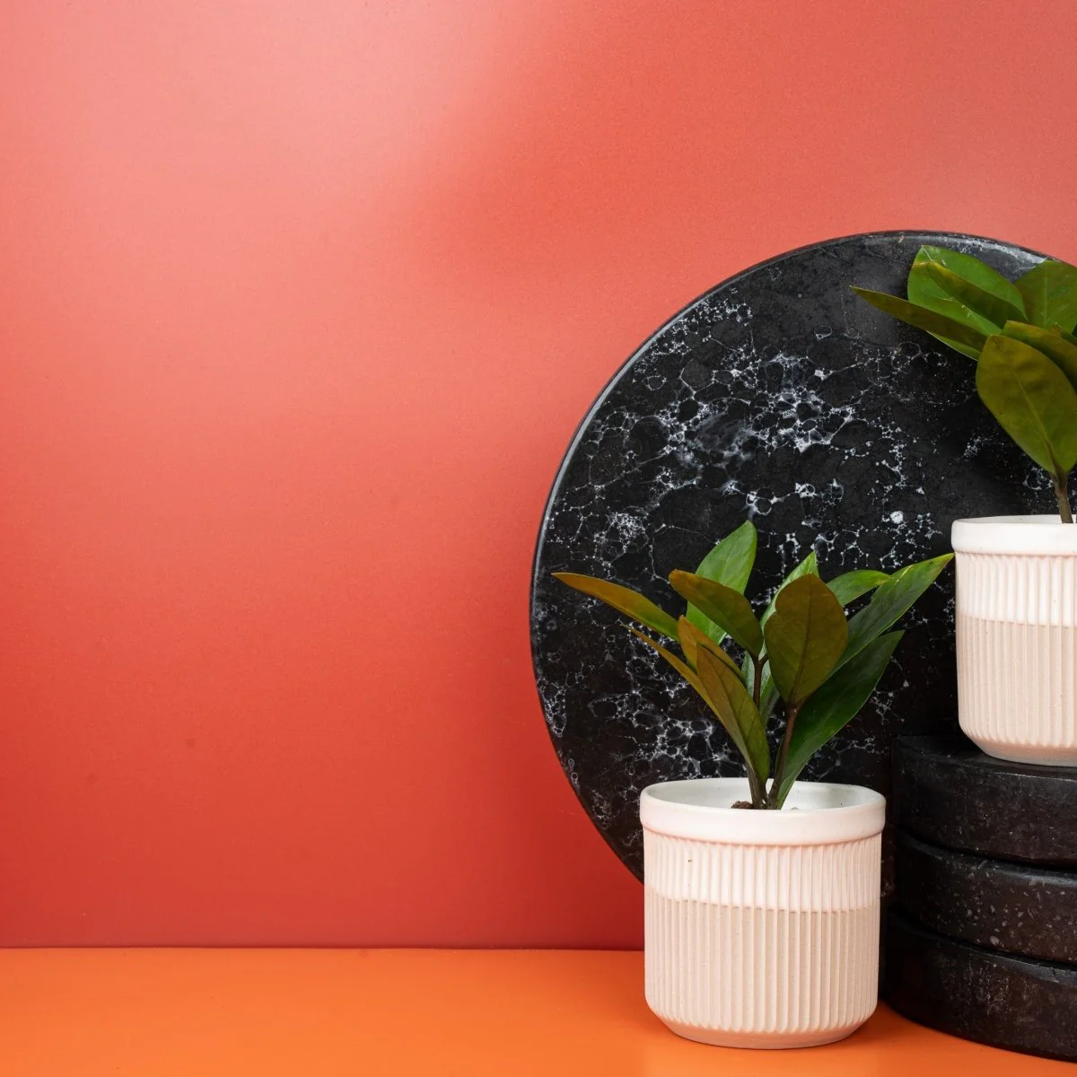 ZAMIOCULCAS ZAMIIFOLIA - Image 9