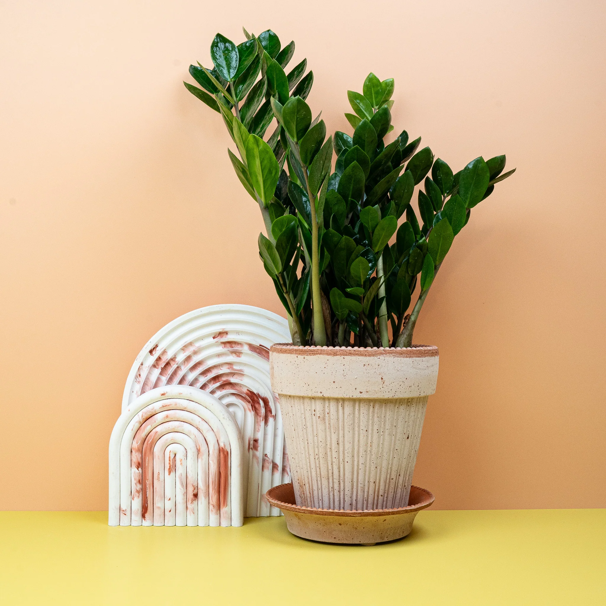 PFLEGELEICHTE ZIMMERPFLANZEN