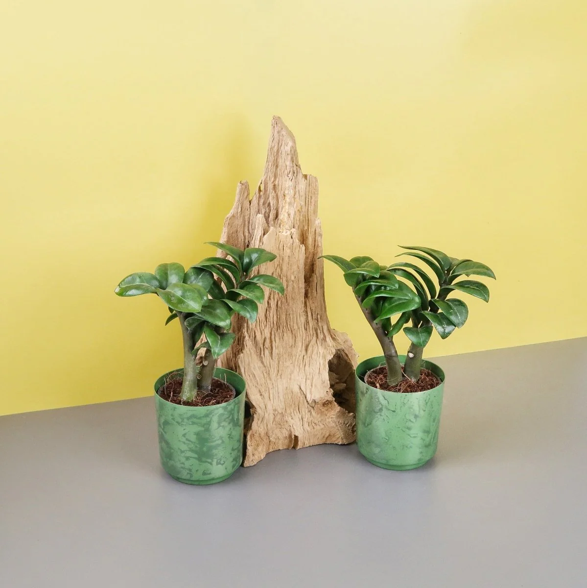 ZAMIOCULCAS ZENZI - Image 10