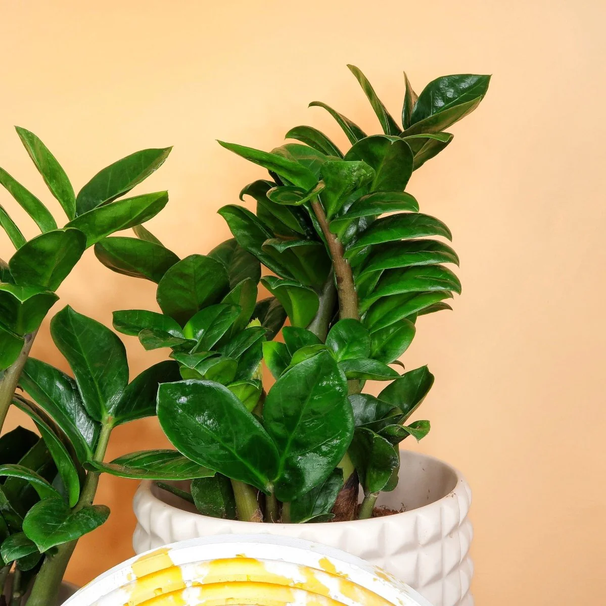 ZAMIOCULCAS ZENZI - Image 4