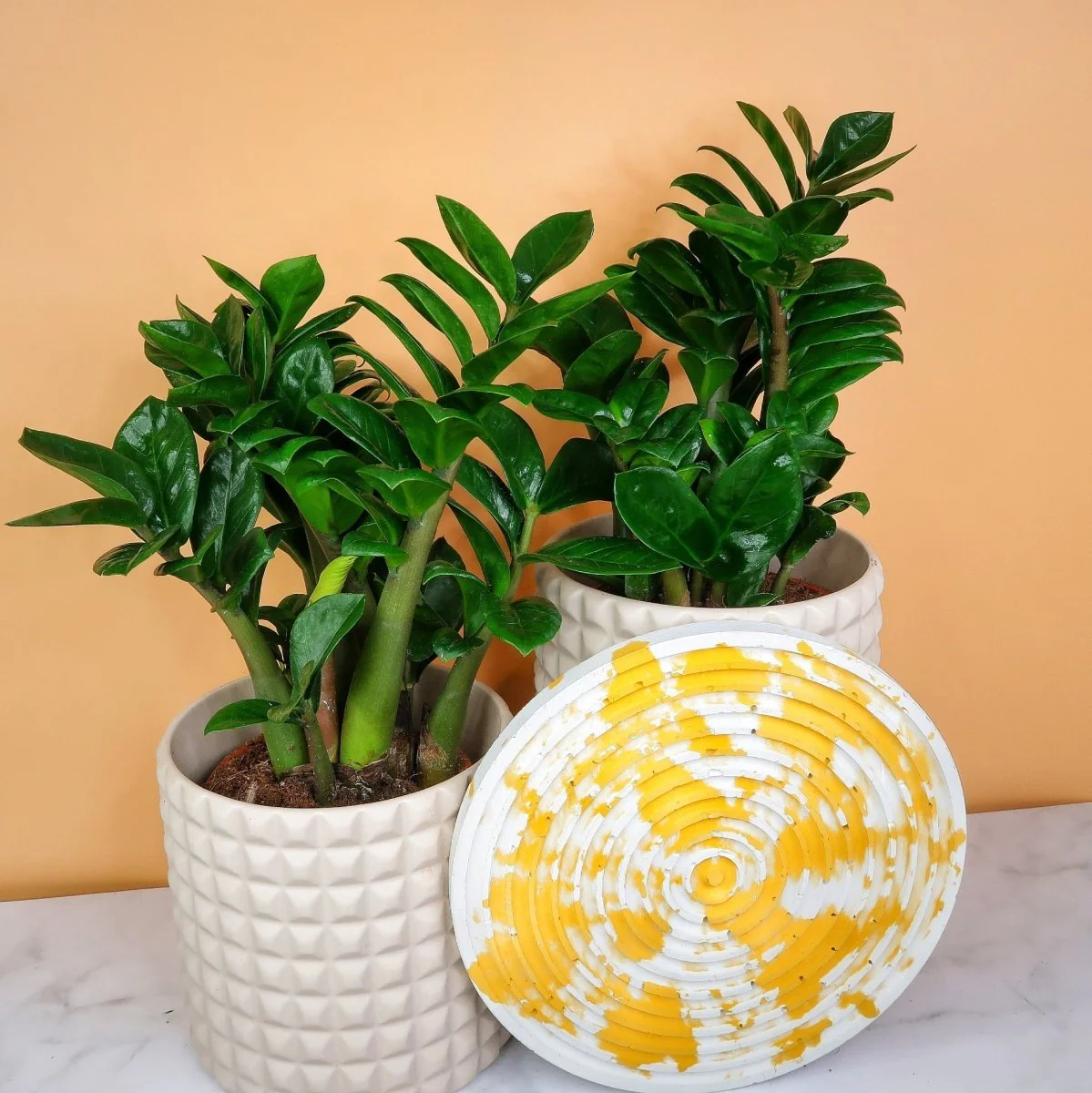 ZAMIOCULCAS ZENZI - Image 5