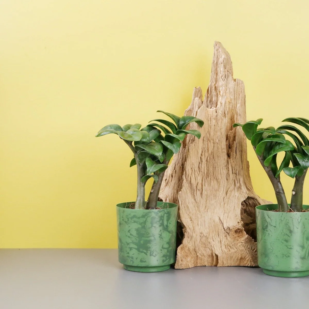 ZAMIOCULCAS ZENZI - Image 7