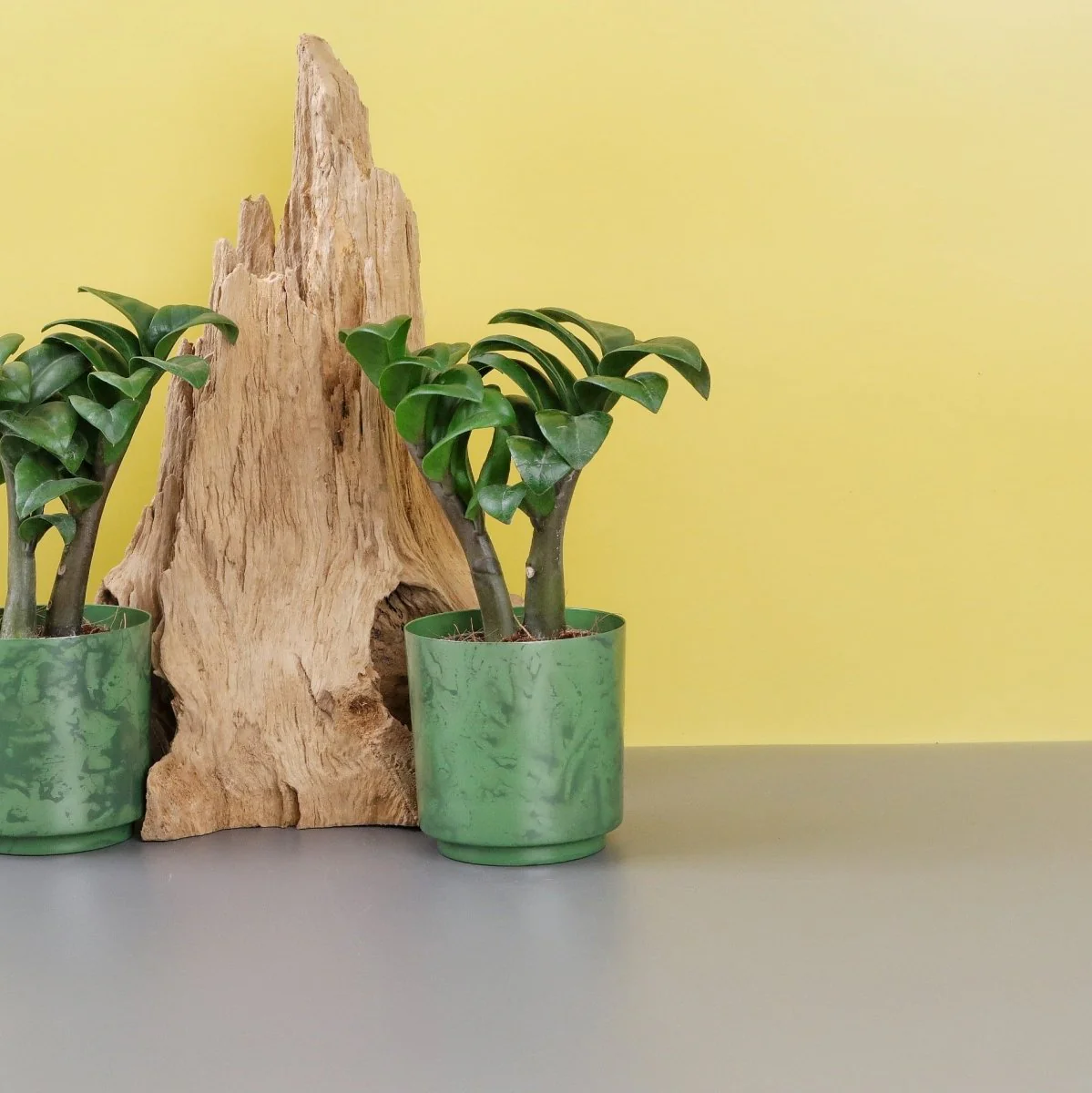 ZAMIOCULCAS ZENZI - Image 8