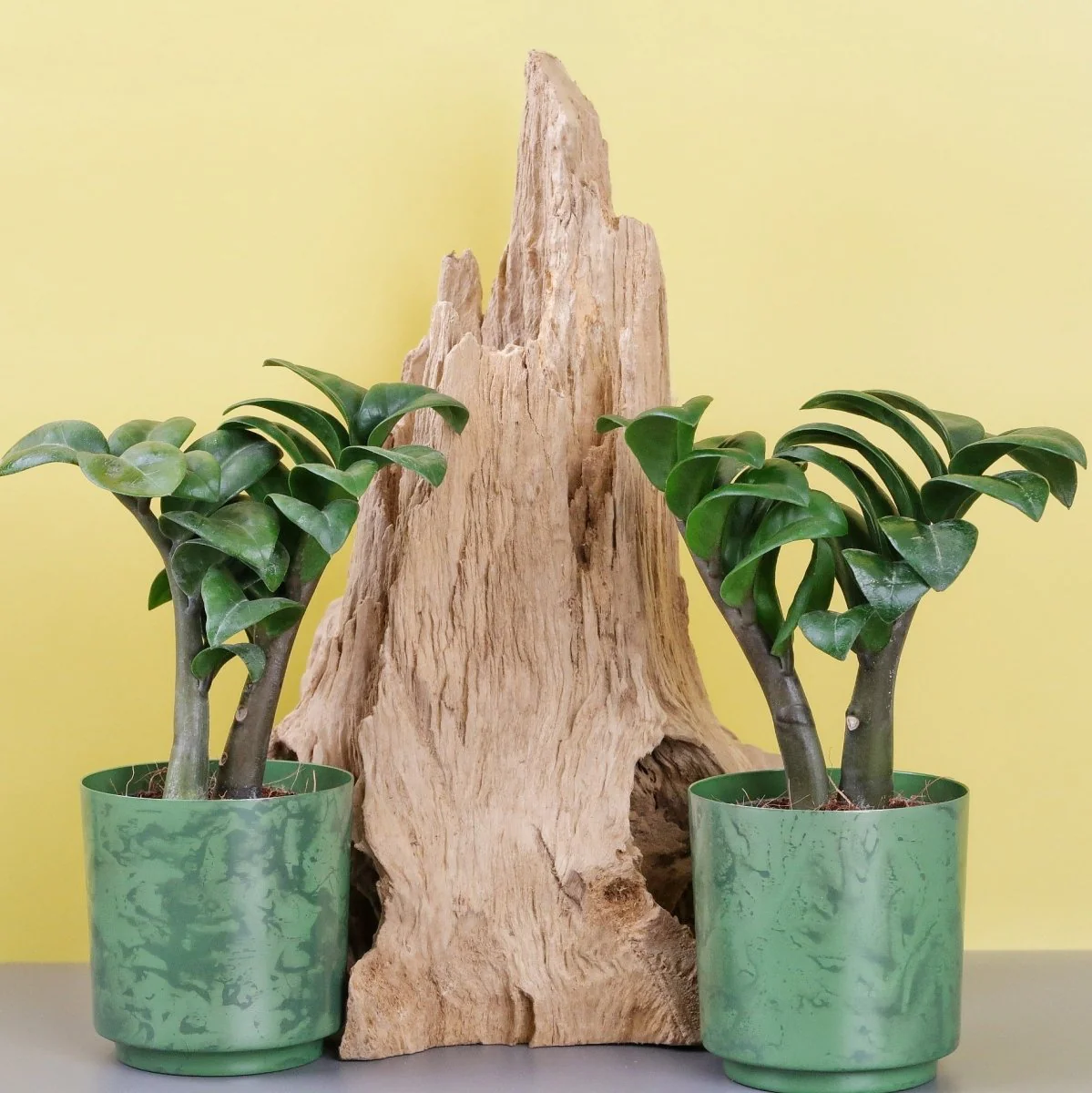 ZAMIOCULCAS ZENZI - Image 9